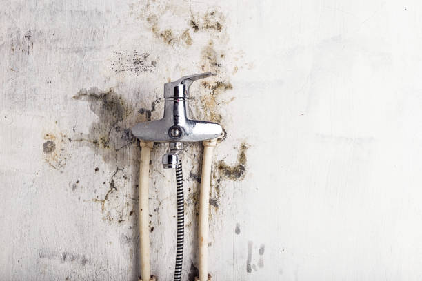 Best Emergency Mold Remediation in Borden, IN