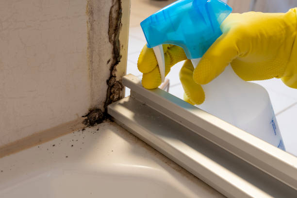 Professional Mold Remediation in Borden, IN